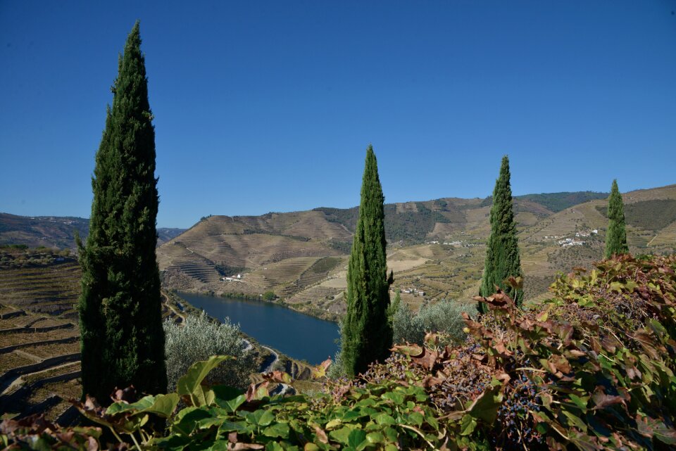 Landscape river vineyards