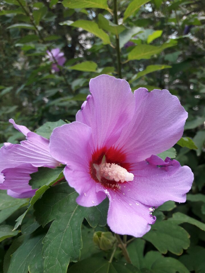 Hibiscus flowers violet