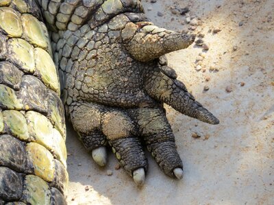 Dangerous animal world reptile