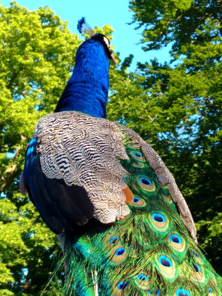 Colorful feather animal