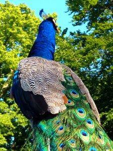 Colorful feather animal
