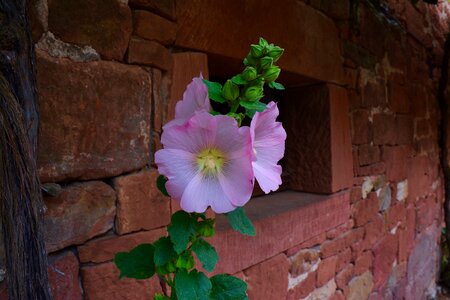 Bud red wall collonges la rouge