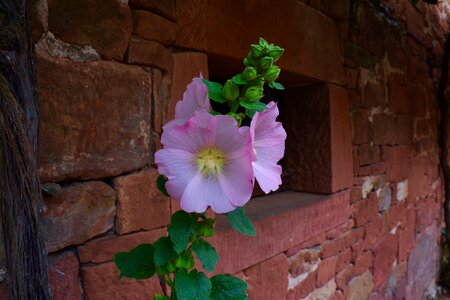 Bud red wall collonges la rouge photo