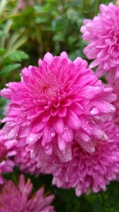 Petals rain pink rain photo