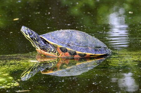 Marsh turtle turtle pond
