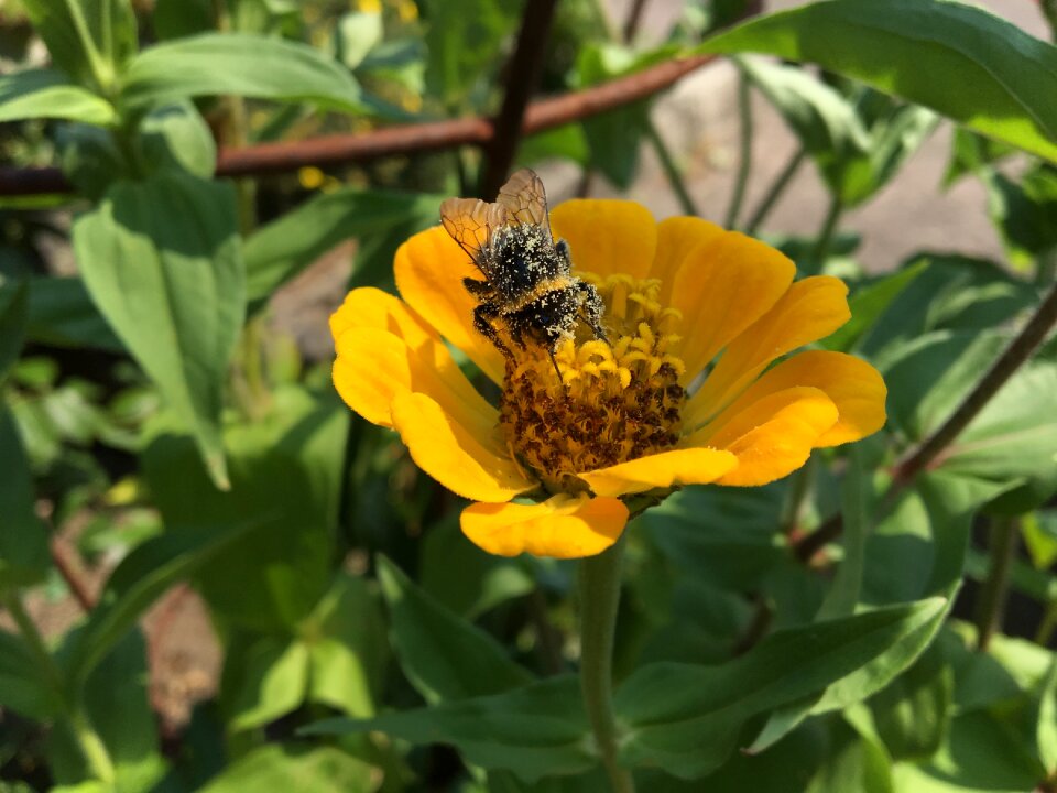 Insect garden pollination