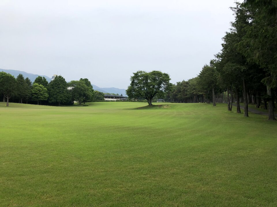 Green fairway scenic