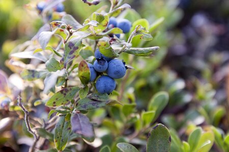 Blueberry bush summer photo
