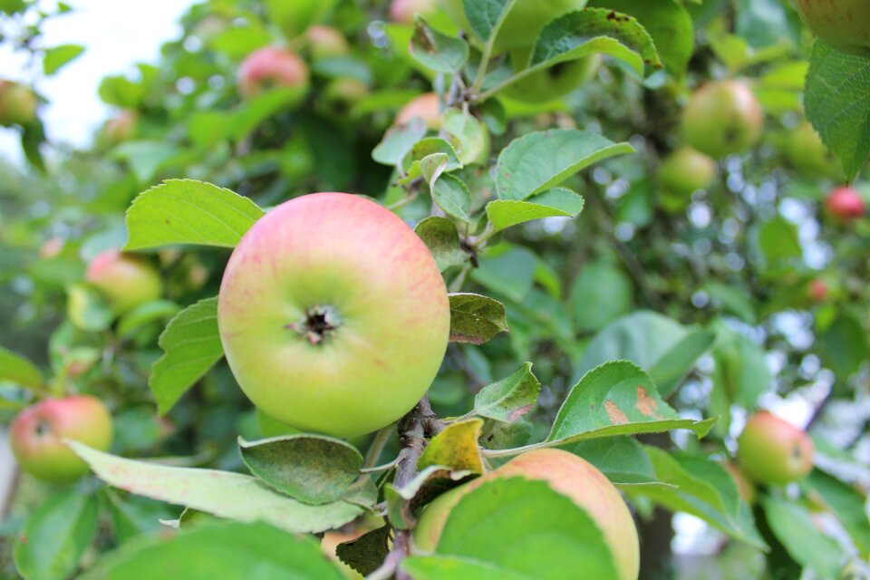 Plant summer fruit