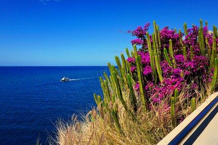 Flowers las palmas