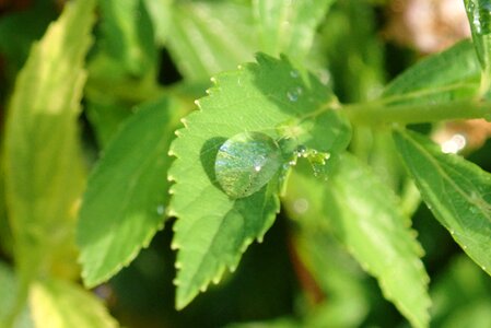 Clear raindrop