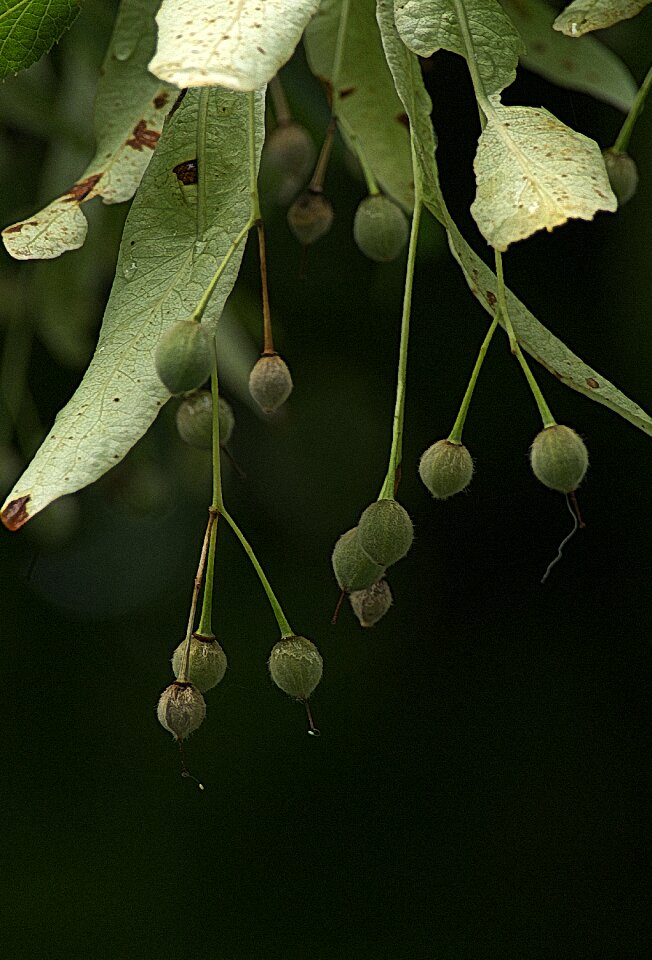Globose pegasus seeds