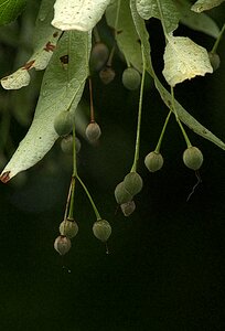 Globose pegasus seeds photo