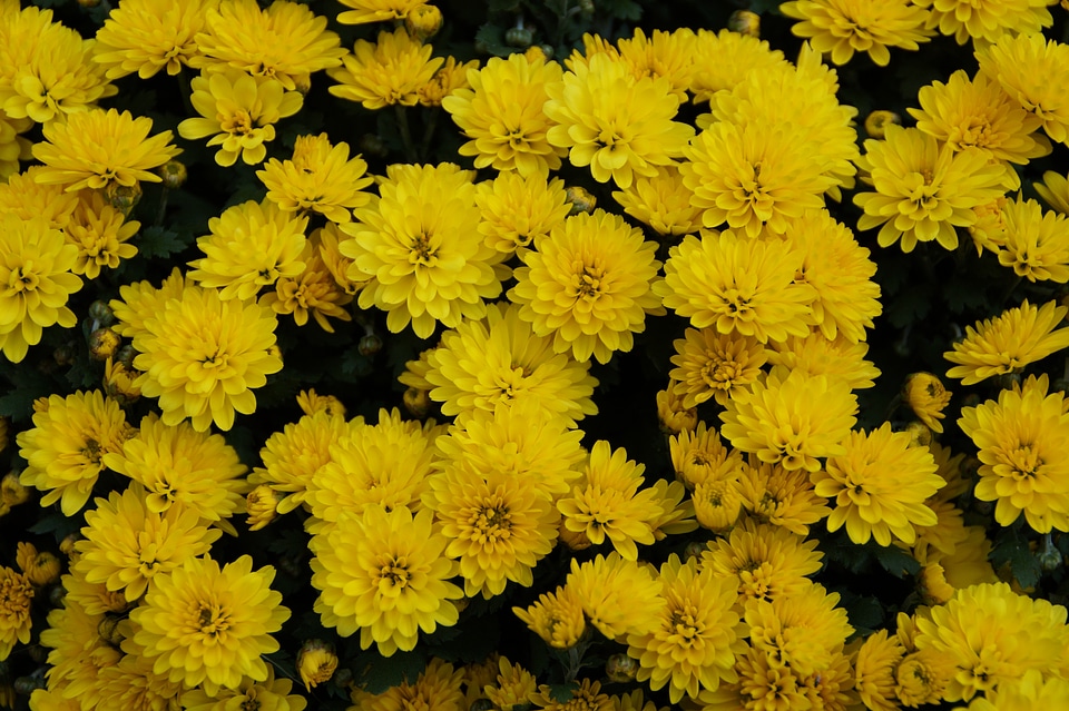 Yellow background blütenmeer
