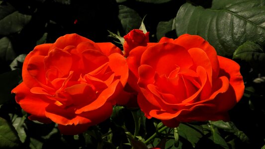 Bloom flower orange rose