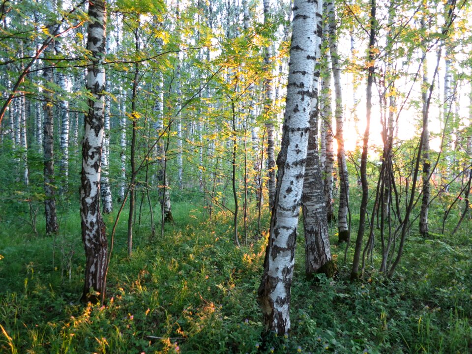 Forests trees nature
