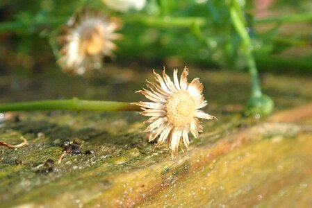 Nature plant