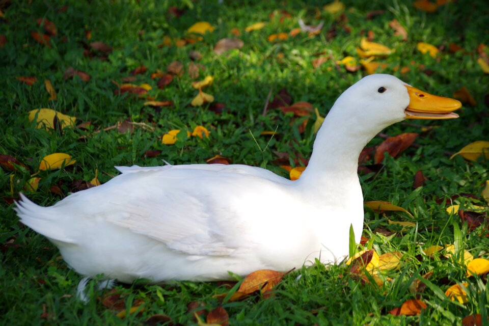 Nature animal water bird