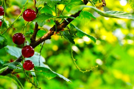 Currant fruit red currant