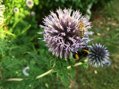 Insect garden sprinkle photo