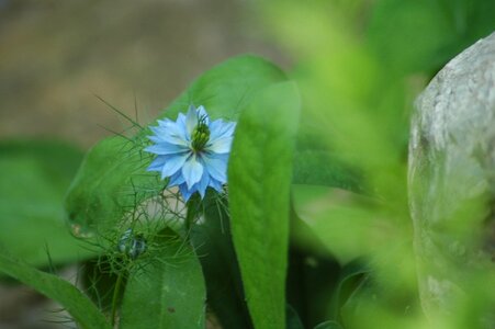 Summer flower outdoors