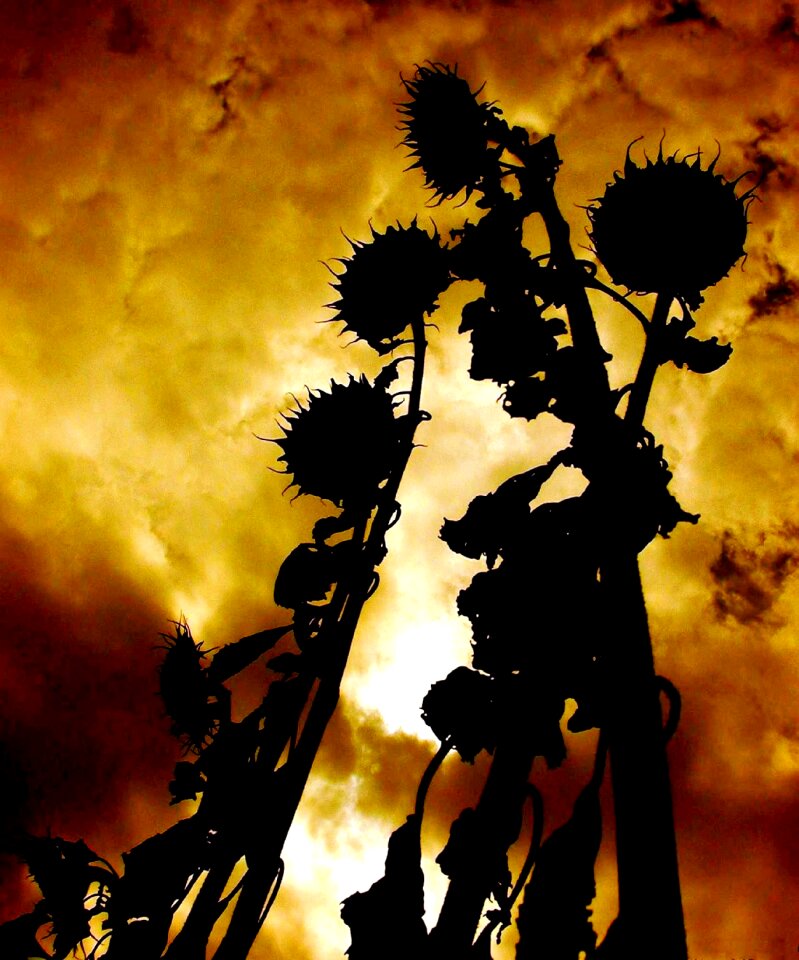 Sunflower sky clouds