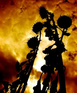 Sunflower sky clouds