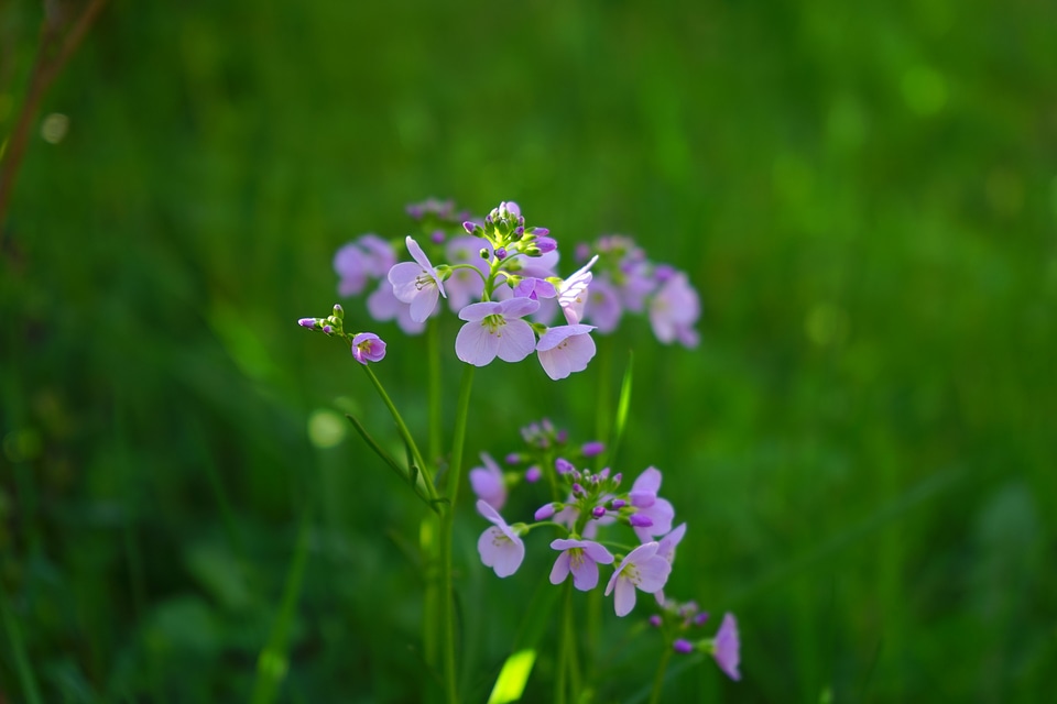 Purple card amines pratensis cardamine