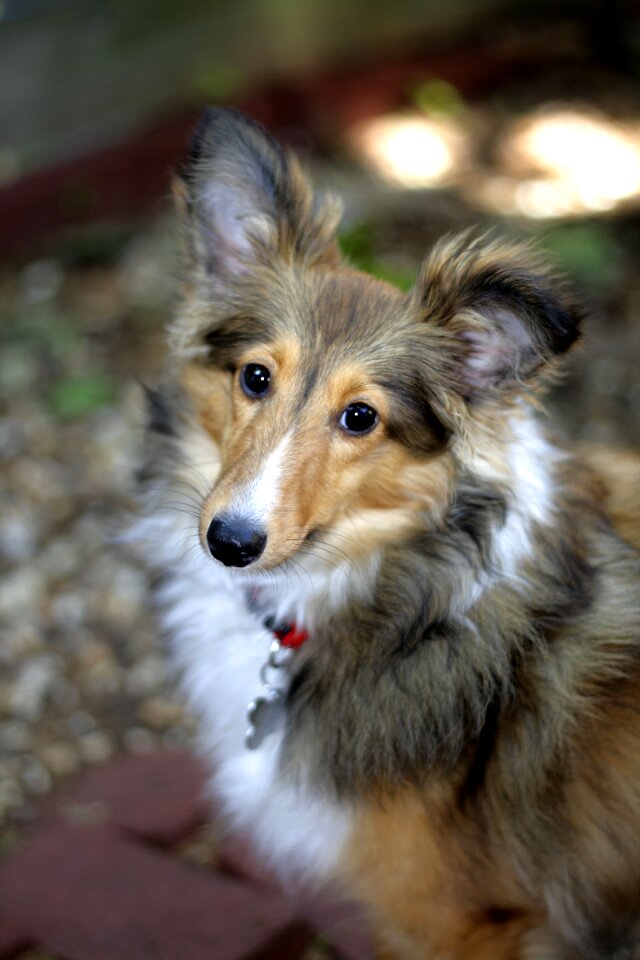 Dog dog portrait