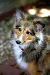 Dog dog portrait photo
