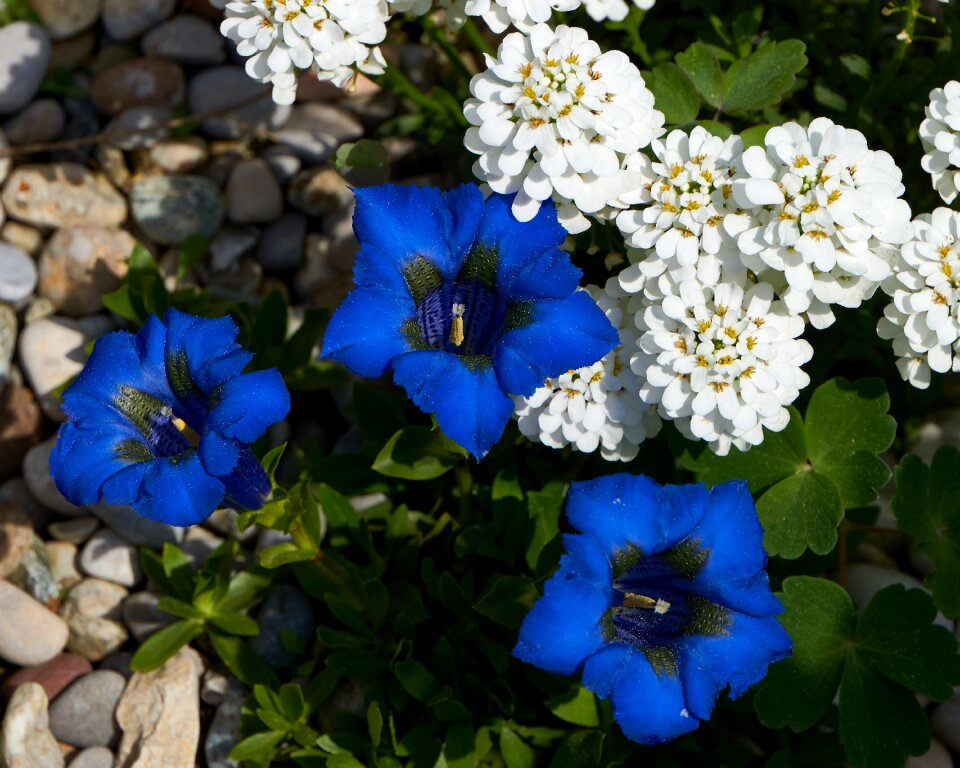Plant blossom bloom