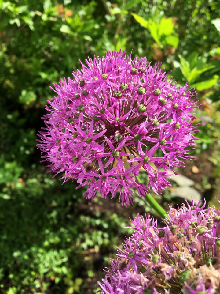 Garden purple summer