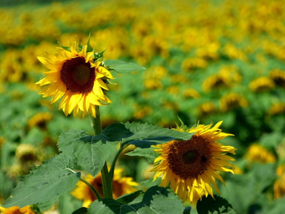 Yellow summer light