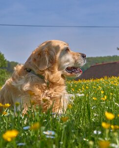 Pet animal grass photo