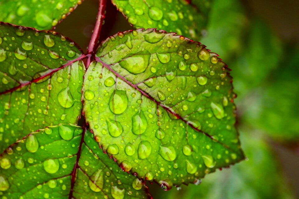 Rain wet water
