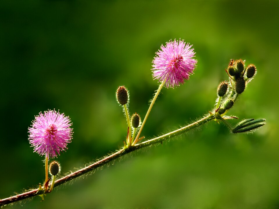 Colourful flower