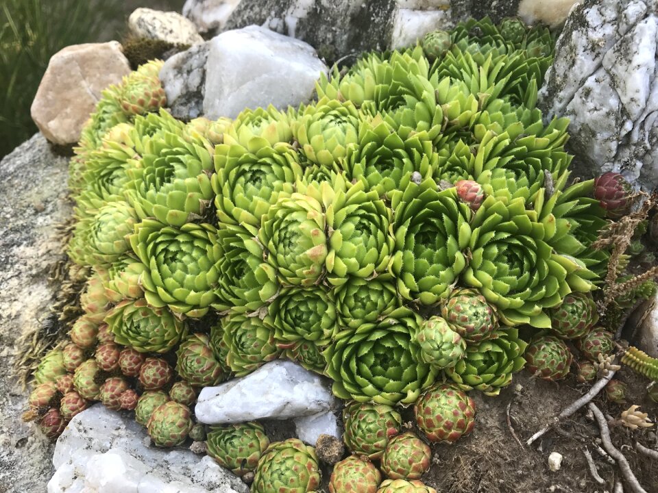 Plants stones summer
