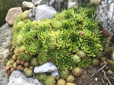 Plants stones summer