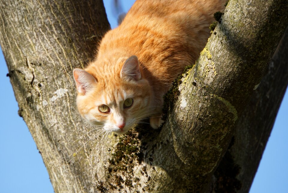 Nature purry attention
