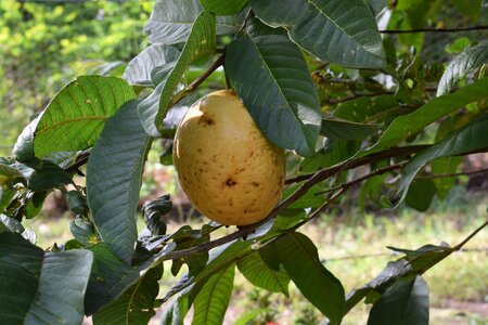Fruit guava nature photo