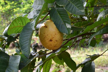 Fruit guava nature
