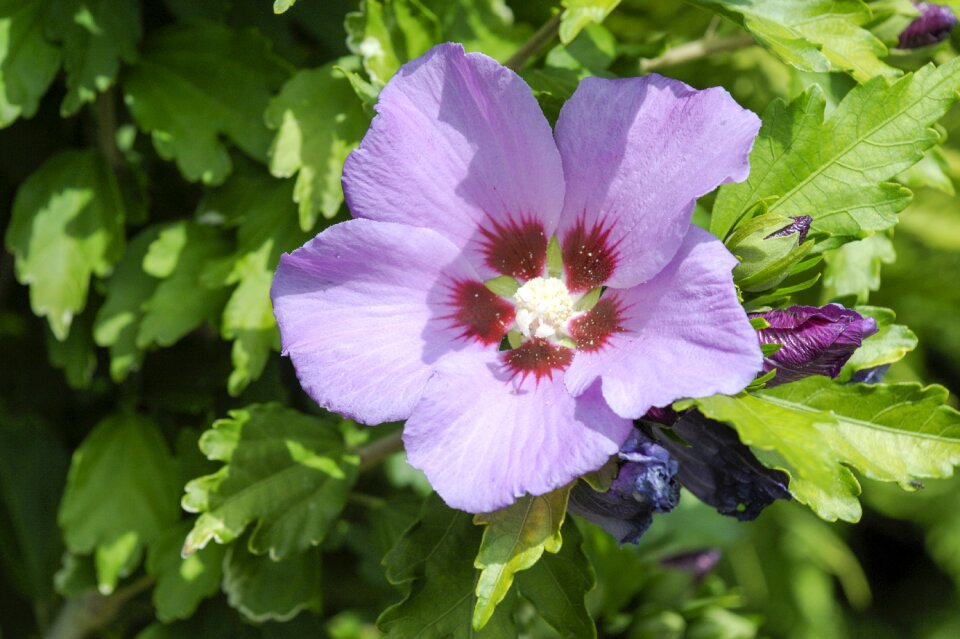 Bloom plant summer