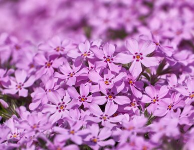 Close up cushion flower flowers photo