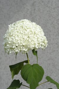Blossom bloom white