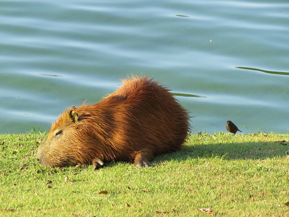 Animal wildlife wild