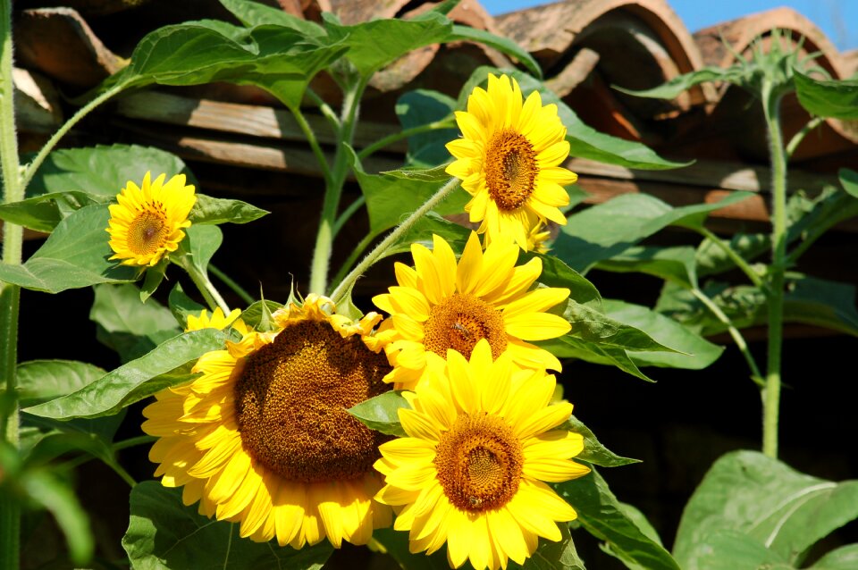 Sunflowers summer yellow