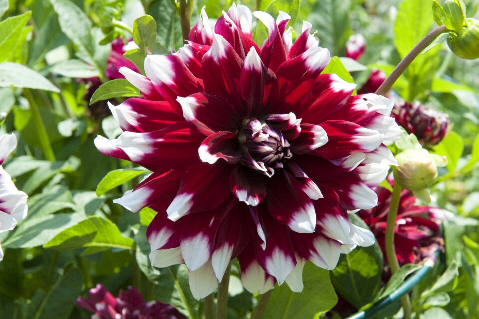 Bloom flower garden plant