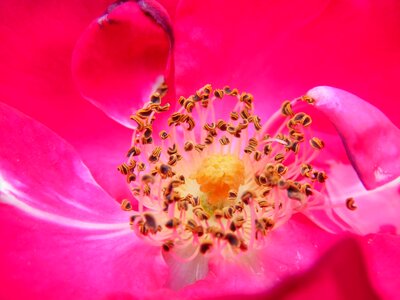 Nature close up flower photo