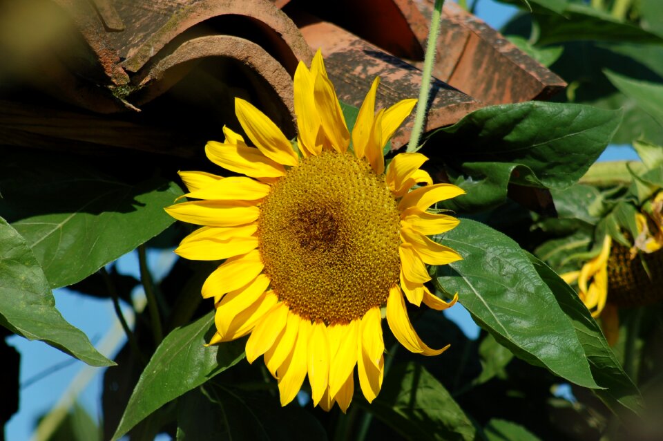 Summer flowers nature