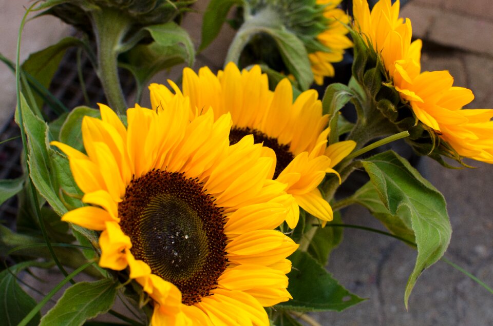 Nature plant yellow
